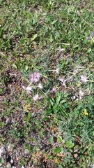 Dianthus sternbergii