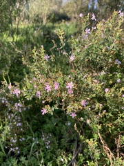 Chaenostoma hispidum