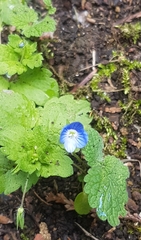 Veronica persica