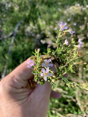 Chaenostoma hispidum
