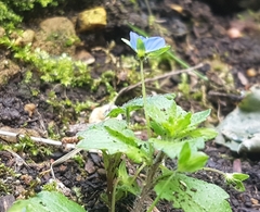 Veronica persica