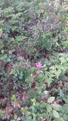 Rhododendron hirsutum