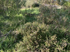 Chaenostoma hispidum