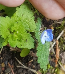 Veronica persica