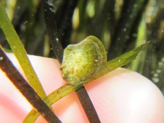Electroma papilionacea