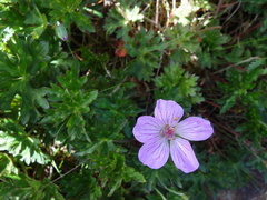 Geranium hayatanum