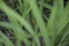 Hyla japonica
