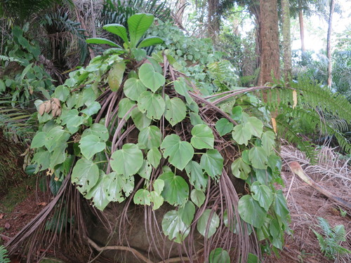 Begonia ampla