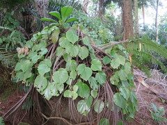 Begonia ampla