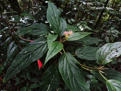 Viburnum urceolatum