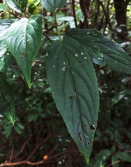 Viburnum urceolatum