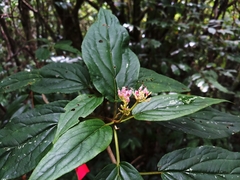 Viburnum urceolatum