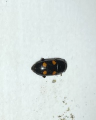 Glischrochilus obtusus