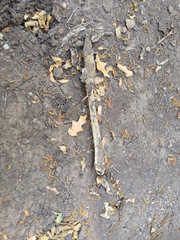 Odocoileus virginianus carminis