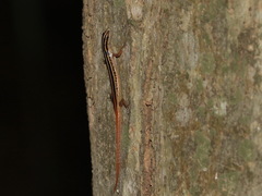 Lipinia microcerca