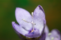 Campanula peregrina