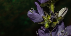 Campanula peregrina