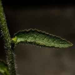 Campanula peregrina