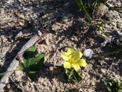 Moraea galaxia
