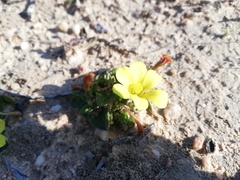 Moraea galaxia