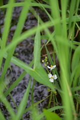 Sagittaria trifolia