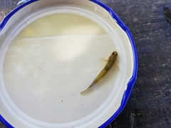 Knipowitschia panizzae