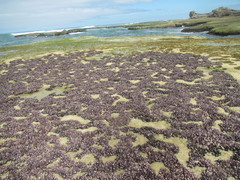 Brachidontes rostratus