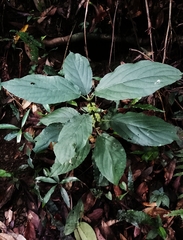 Paraphlomis javanica