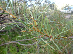 Hakea rugosa