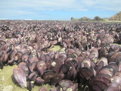 Brachidontes rostratus