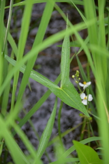 Sagittaria trifolia