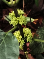 Paraphlomis javanica