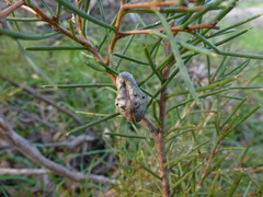 Hakea rugosa