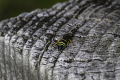 Ancistrocerus scoticus