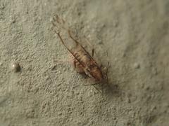 Eucallipterus tiliae