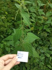 Urtica dioica