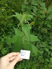 Urtica dioica