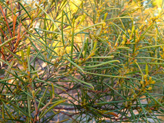 Acacia euthycarpa