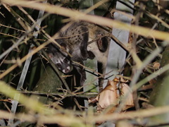 Paradoxurus musangus