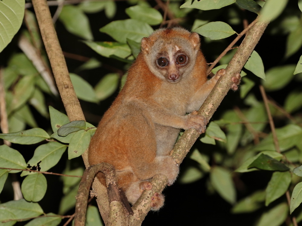 Nycticebus bengalensis