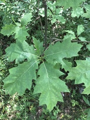 Quercus rubra