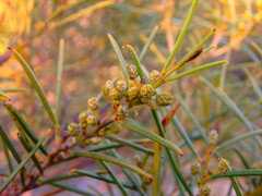 Acacia euthycarpa