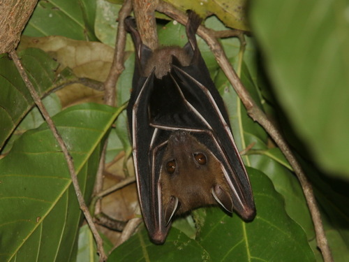 Greater Short-nosed Fruit Bat