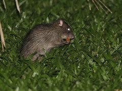 Rattus tanezumi