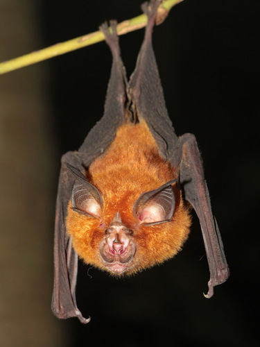 Intermediate Horseshoe Bat (Rhinolophus affinis)