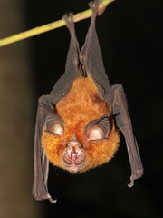 Rhinolophus affinis