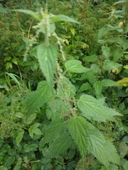 Urtica dioica