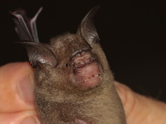 Hipposideros