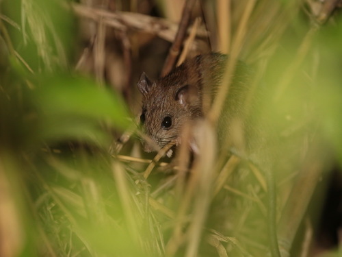 Losea Rat