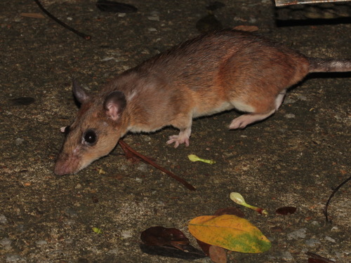 Indomalayan Leopoldamys